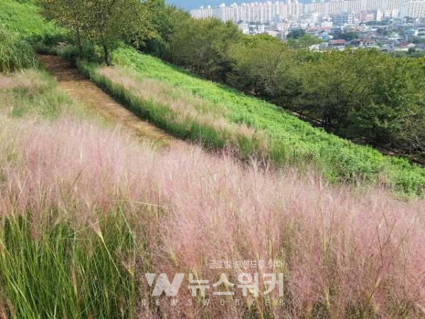 핑크뮬리_국화향연 준비 한창_꽃 식재