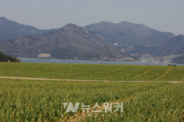 마늘밭 전경(북평 이진마을)