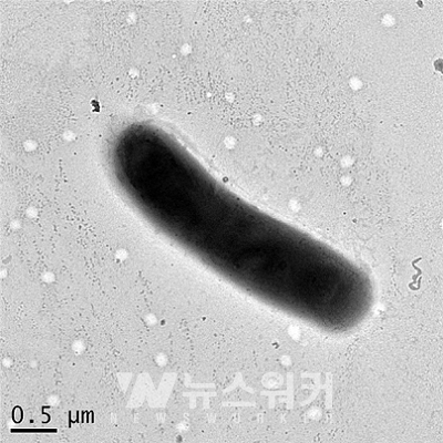 순천대 성치남 교수 연구팀, 신종 미생물 발견
