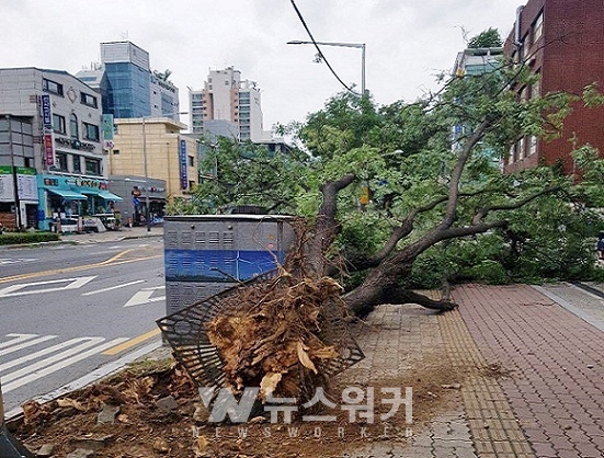 지난 9월 강동구 암사동에서 강풍으로 인해 쓰러진 느티나무 (순천대 수목진단센터)
