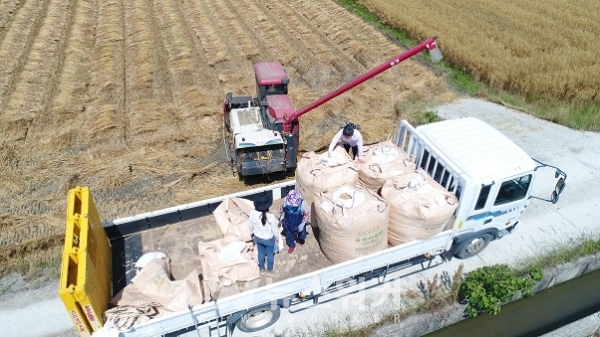 쌀귀리 수확