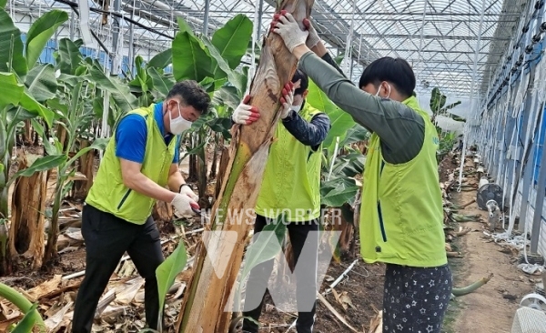 바나나 재배농가 일손돕기