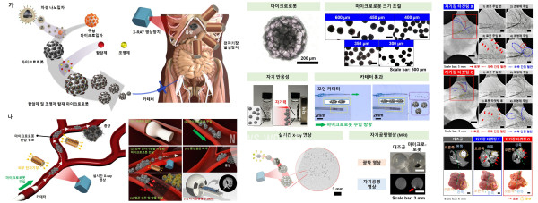 간 종양 색전을 위한 다기능성 마이크로로봇 구조체, 소형동물(Rat)을 이용한 유효성 평가 실험그림