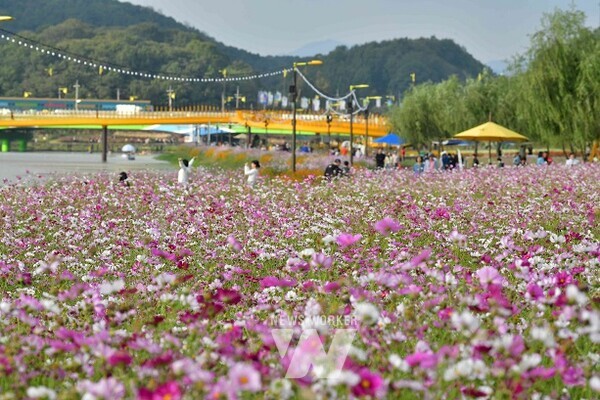 장성군 황룡강 가을꽃축제, '완벽한 구성' 찬사 속... 폐막 장성군 황룡강 가을꽃축제, '완벽한 구성' 찬사 속... 폐막