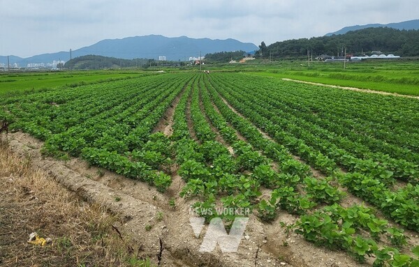전략작물 직불금- 해남 황산면 연호들녘(논콩)