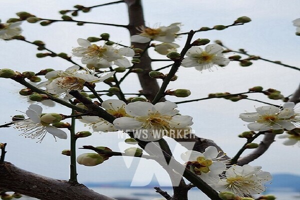 한겨울 섬마을에 봄꽃이 피었네