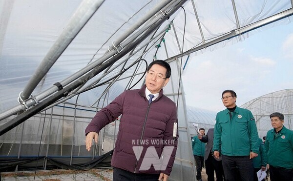 김영록 전라남도지사가 4일 오후 대설·한파로 피해를 입은 함평군 대동면 강운리 양파 시설하우스를 방문, 피해 현장을 둘러보고 있다