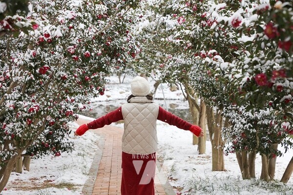 1004섬 분재정원에서 관람객이 애기동백숲길을 관람하고 있다.