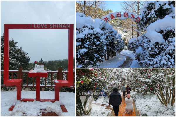 지난 2023 섬 겨울꽃 축제 기간 중 1004섬 분재정원 애기동백숲길