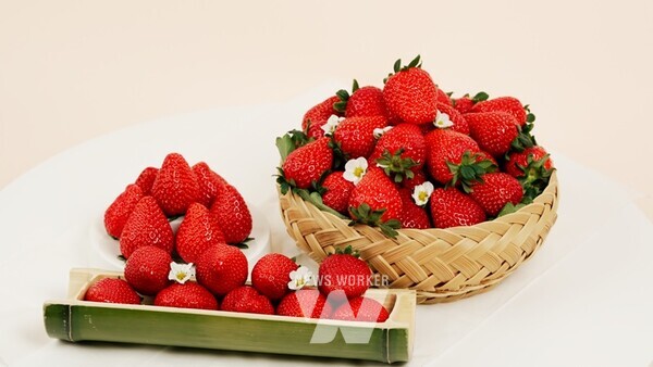 전국 최대 딸기 주산지 중 하나인 담양군이 몽골에 딸기를 수출했다.