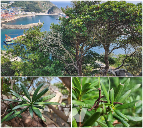 신안 가거도 나한송