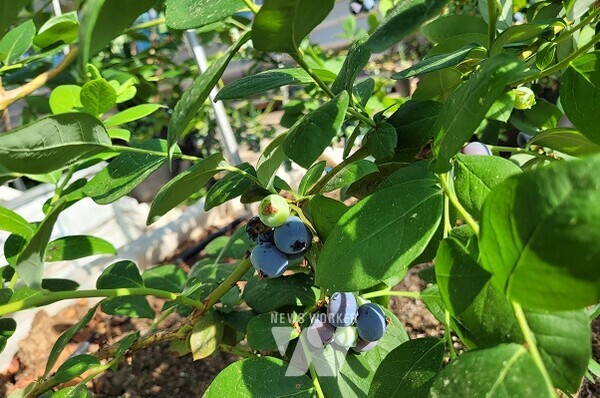 친환경농산물 전략품목