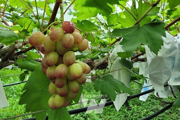 친환경농산물 전략품목