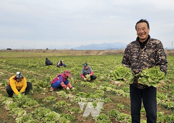 친환경농산물- 해남 유기농 봄동배추 수확