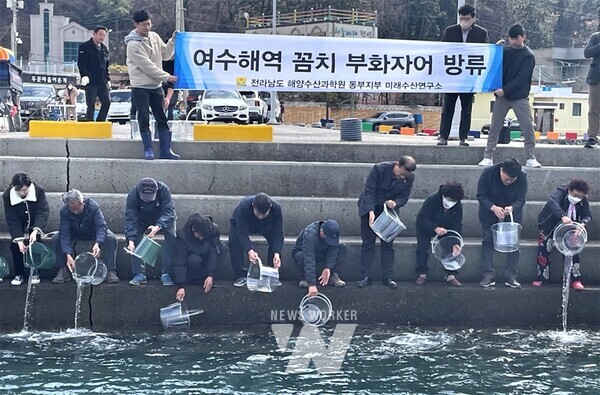전라남도해양수산과학원이 겨울철 남해안 별미로 알려진 꼼치(물메기) 자원 회복을 위해 여수 두문포 해역에 7회에 걸쳐 2천416만 마리를 방류했다.