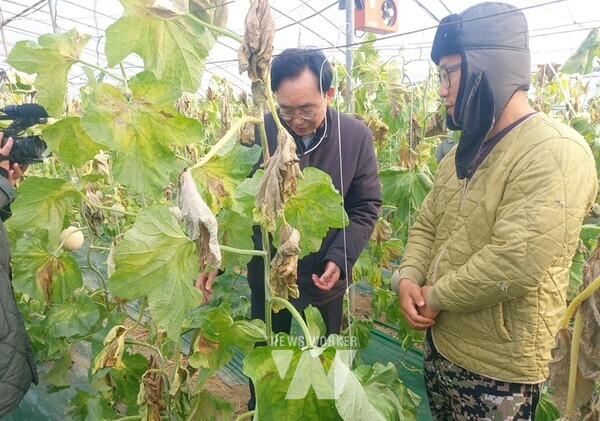 윤병태 나주시장이 일조량 부족에 따른 농작물 피해 농가를 방문, 피해 상황을 둘러보고 있다.(사진제공-나주시)
