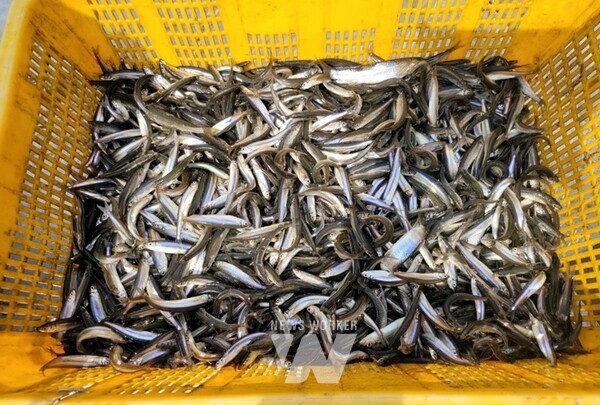 전라남도해양수산과학원이 내수면 생태계 복원과 수산자원 조성을 위해 빙어 수정란 3천만 개를 지난 7일 10개 시군에 이식 방류했다.