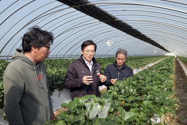 우승희 군수, 도포면 봉호리 일조량 감소 피해 딸기재배농가 방문