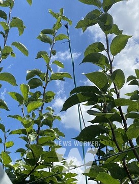 과수 저온피해 예방- 미세살수장치