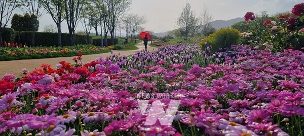 지난해 목마가렛, 라벤다, 제라늄 형형색색의 봄꽃이 만발한 꿈길