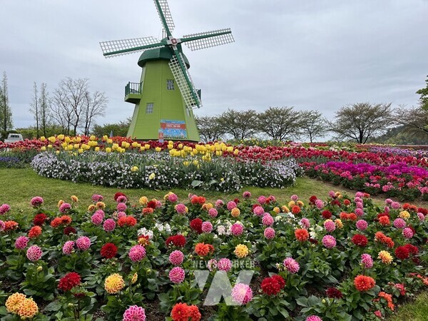 지난해 다알리아와 튤립이 만발한 네덜란드 정원