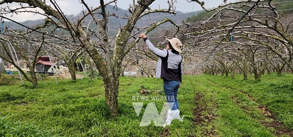 함평군, 과수 개화기 전·후 서리 피해 주의 당부