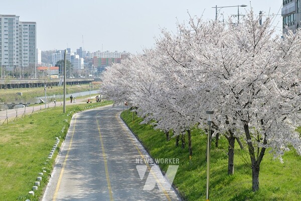 지난해 새봄 음악회 벚꽃(광천동)