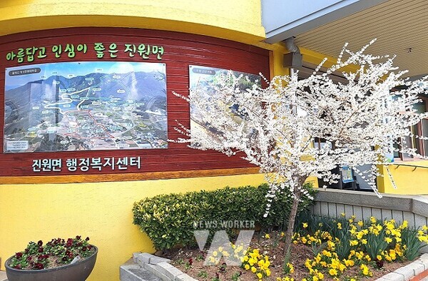 장성군 진원면 행정복지센터 입구에 ‘미선나무’ 하얀 꽃이 만개했다