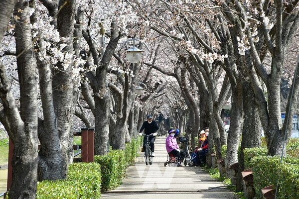 광양시, 로맨틱 벚꽃 명소 이번 주말 ‘절정’ (광양 서천벚꽃길)