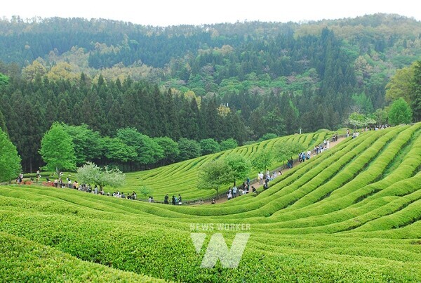 전남 관광지- 보성군 차밭