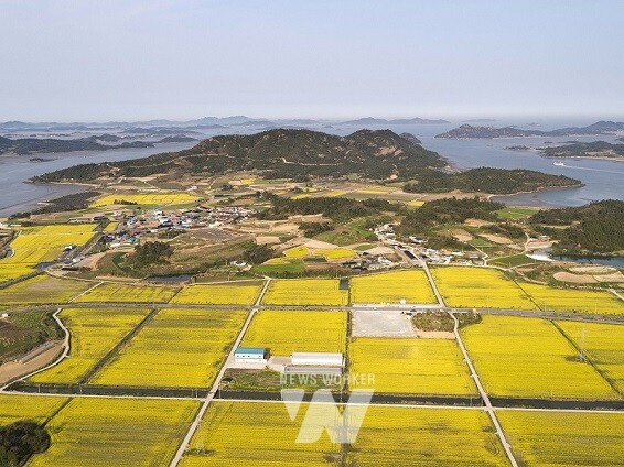 2023년 팔금면 원산리(장목 주차장 인근) 유채단지 전경