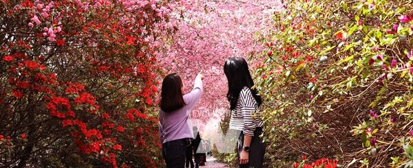 지난해 남미륵사 일원 서부해당화 만개 모습