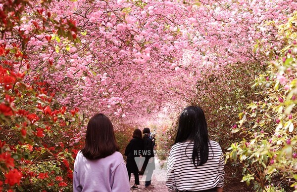 지난해 남미륵사 일원 서부해당화 만개 모습