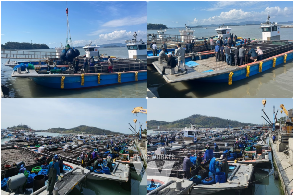 해남군, 물김 위판액 1,000억 돌파 “역대 최대”