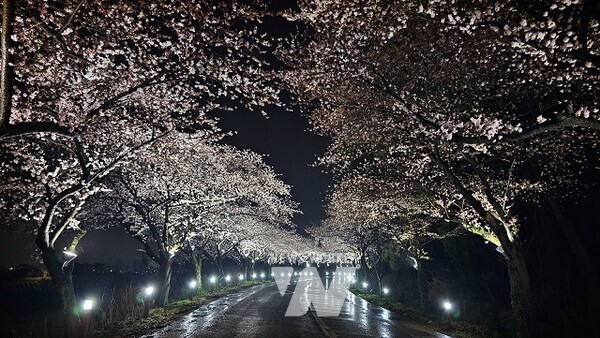 고인돌공원 왕벚꽃길 야간 경관