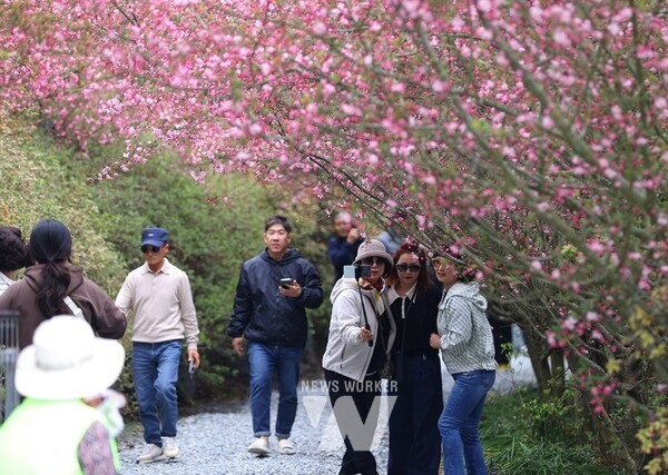 강진 남미륵사에서 개최 중인 서부해당화 축제에 많은 인파가 몰렸다.