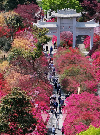 강진 남미륵사에서 개최 중인 서부해당화 축제에 많은 인파가 몰렸다.
