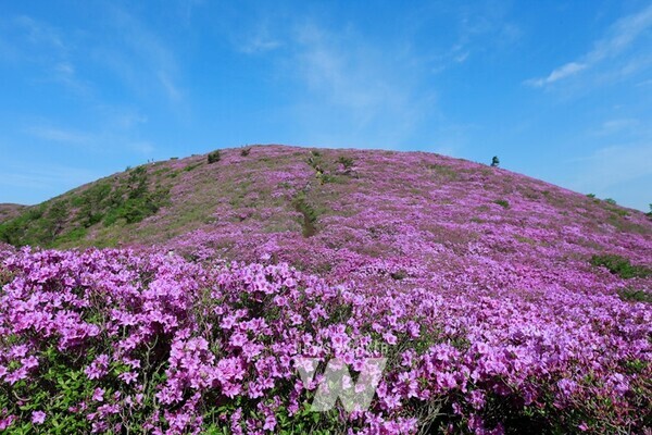 전남 보성군은 철쭉 개화 시기에 맞춰 오는 5월 4일부터 6일까지 3일간 전국 최대의 철쭉군락지인 일림산에서 ‘제20회 일림산 철쭉문화행사’를 개최한다