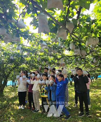 영암 농촌체험휴양마을 배 수확 체험