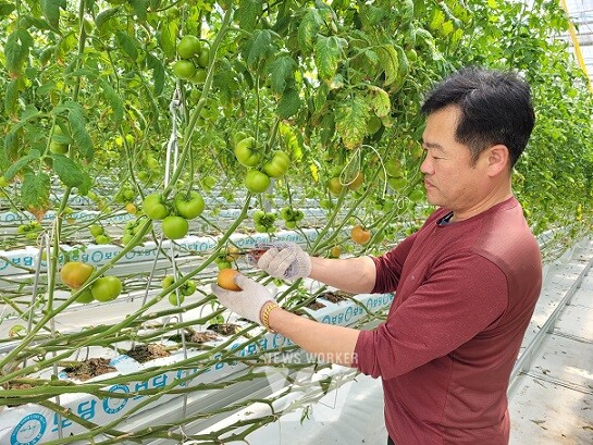 친환경농산물 담양 완숙토마토