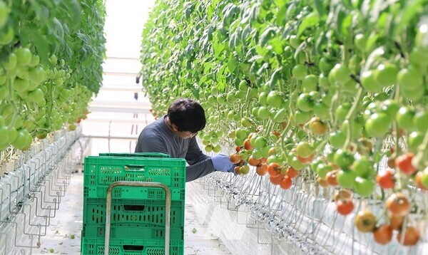 혁신밸리 토마토 재배