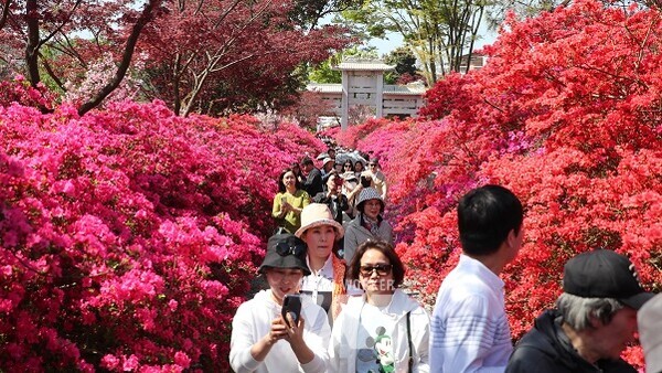제1회 강진 서부해당화 봄꽃축제가 열린 가운데 전국에서 모여든 관광객들이 남미륵사 서부해당화와 철쭉꽃밭을 만끽하고 있다.