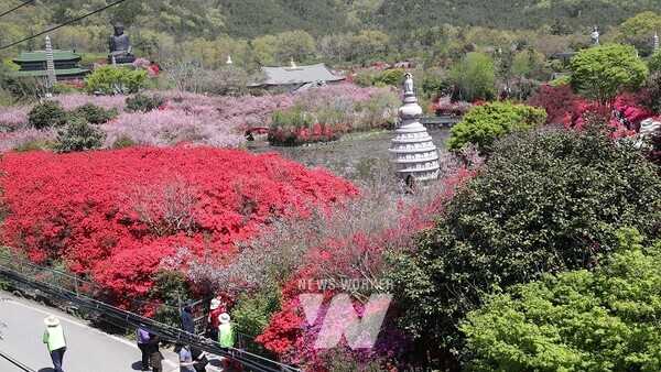 제1회 강진 서부해당화 봄꽃축제가 열린 가운데 전국에서 모여든 관광객들이 남미륵사 서부해당화와 철쭉꽃밭을 만끽하고 있다.