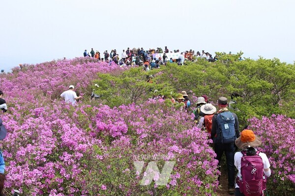 일림산 철쭉 문화행사