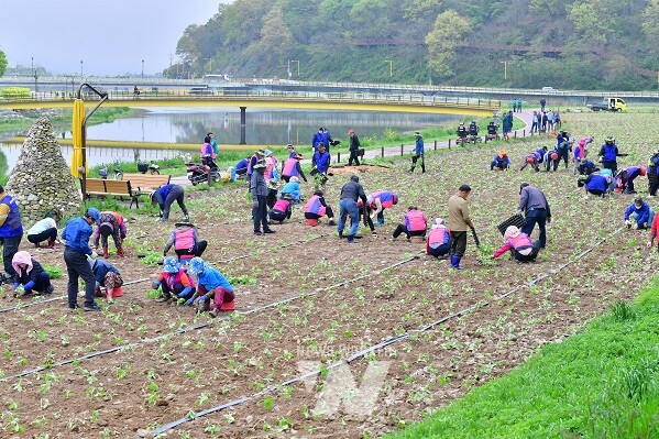 장성군이 군민과 함께 해바라기를 심으며 길동무 꽃길축제 준비를 시작했다