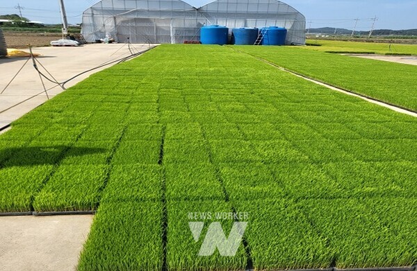 무안군(군수 김산)은 본격적인 영농철에 앞서 건전 묘 생산을 위하여 올바른 볍씨소독법과 약제 사용 요령 등 영농지도에 나선다.