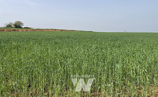 트리티케일 재배