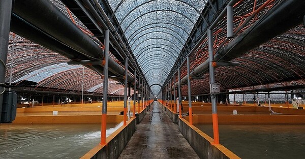 양식 매뉴얼(넙치 육상양식장)