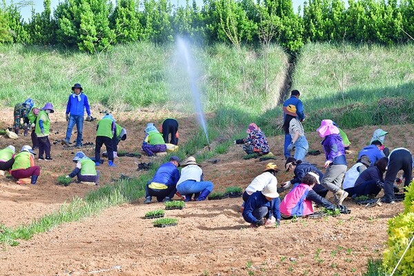 축제 준비를 위한 꽃 식재 현장