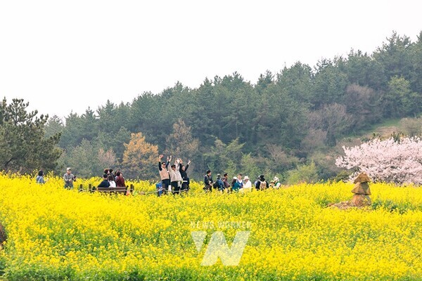 청산도 유채꽃길에서 봄을 만끽하는 관광객들